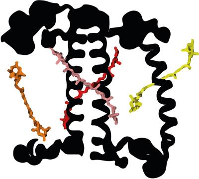 The Loroxanthin Cycle: A New Type of Xanthophyll Cycle in Green Algae (Chlorophyta)